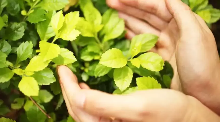 Environmentally Friendly Window Tinting: A Sustainable Solution for Modern Living - Yonkers Window Tinting Services in Yonkers, NY